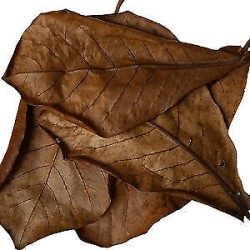 IAL - Indian Almond Leaves, 50pk (mixed sizes)